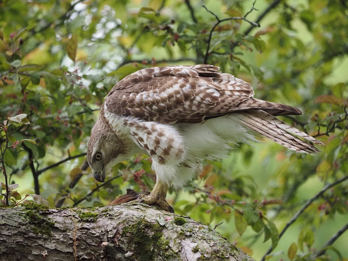 Red-tailed Hawk - ML619989524