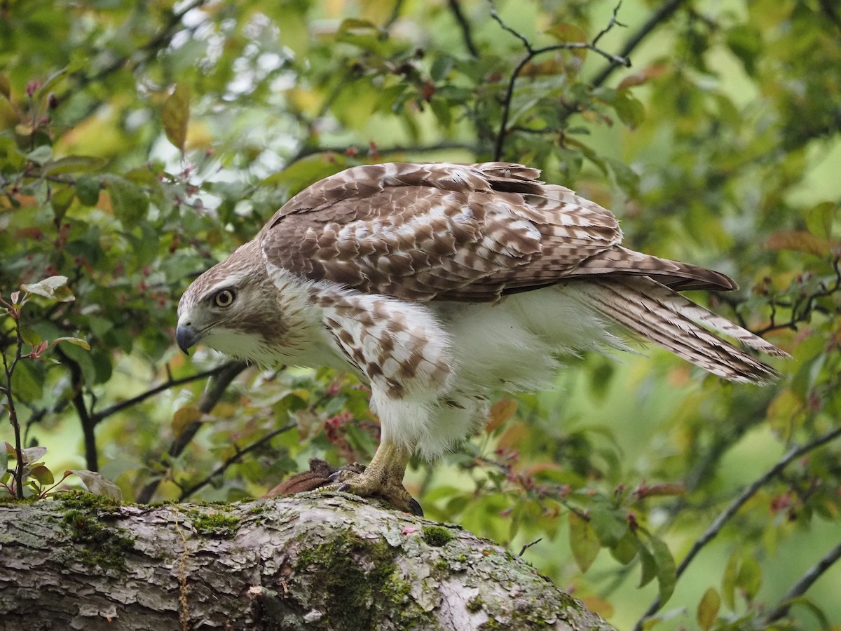 Red-tailed Hawk - ML619989525