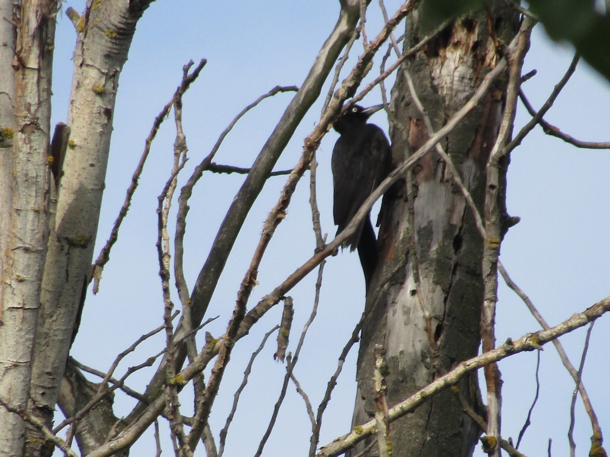 Black Woodpecker - ML619989534