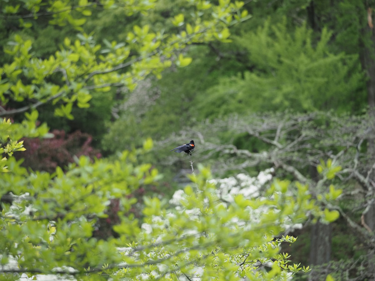 Red-winged Blackbird - ML619989535