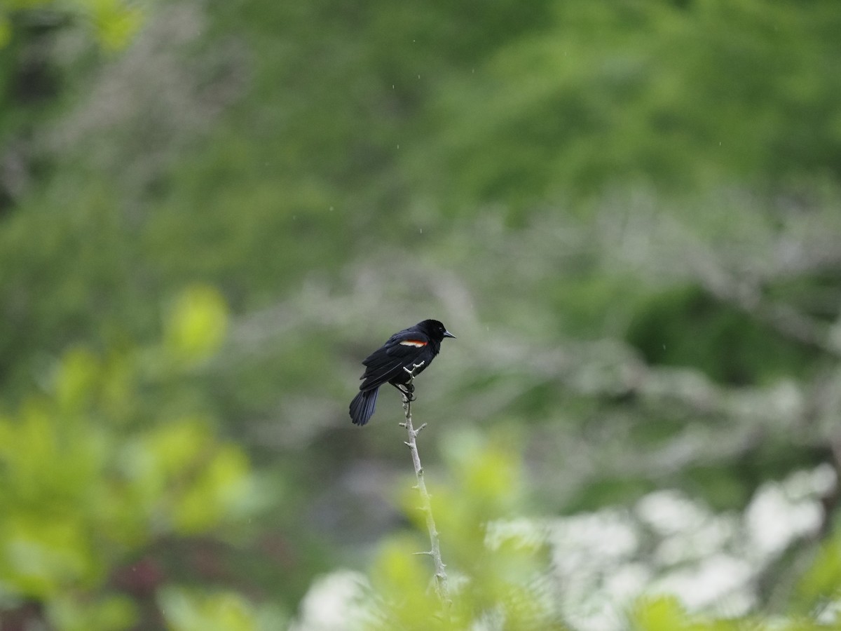 Red-winged Blackbird - ML619989536