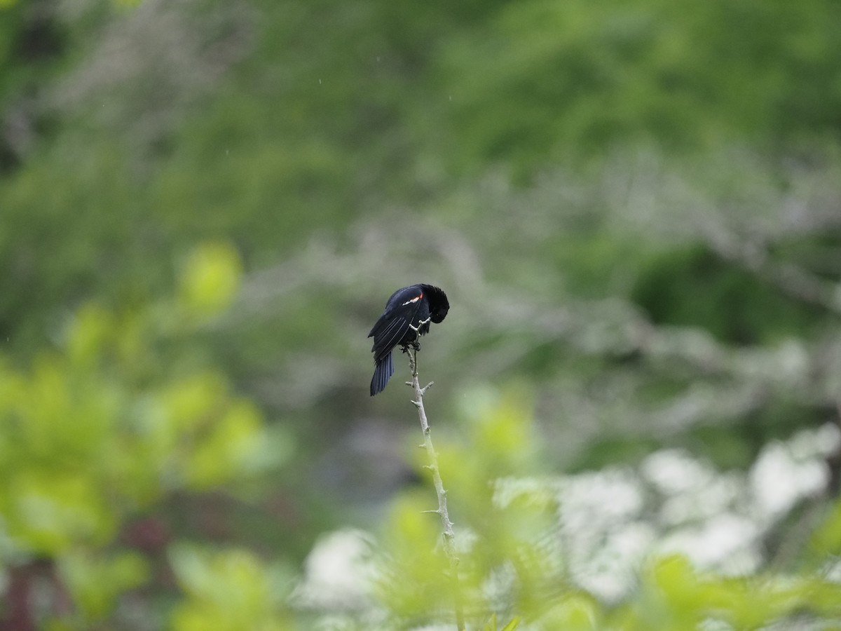 Red-winged Blackbird - ML619989537