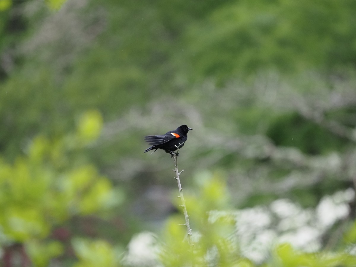 Red-winged Blackbird - ML619989538