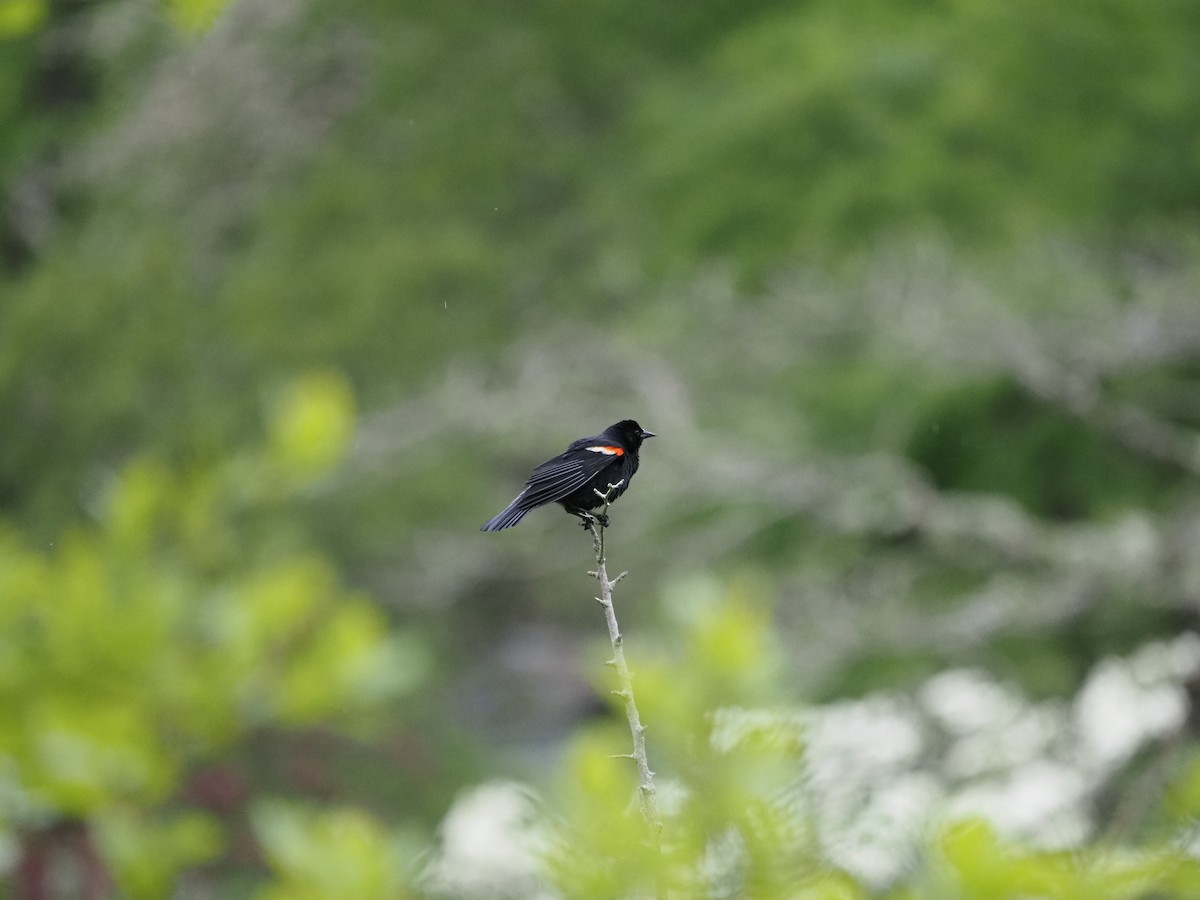 Red-winged Blackbird - ML619989539