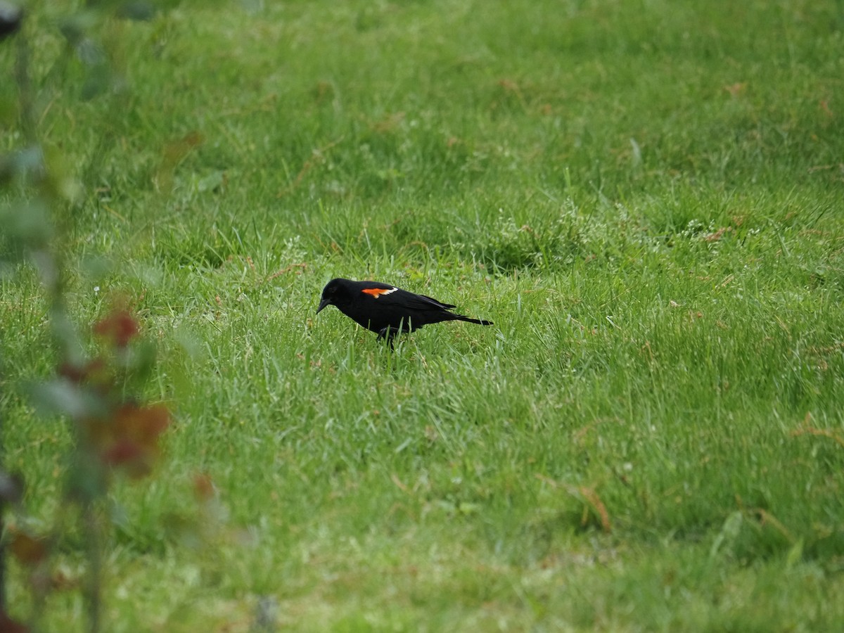 Red-winged Blackbird - ML619989540