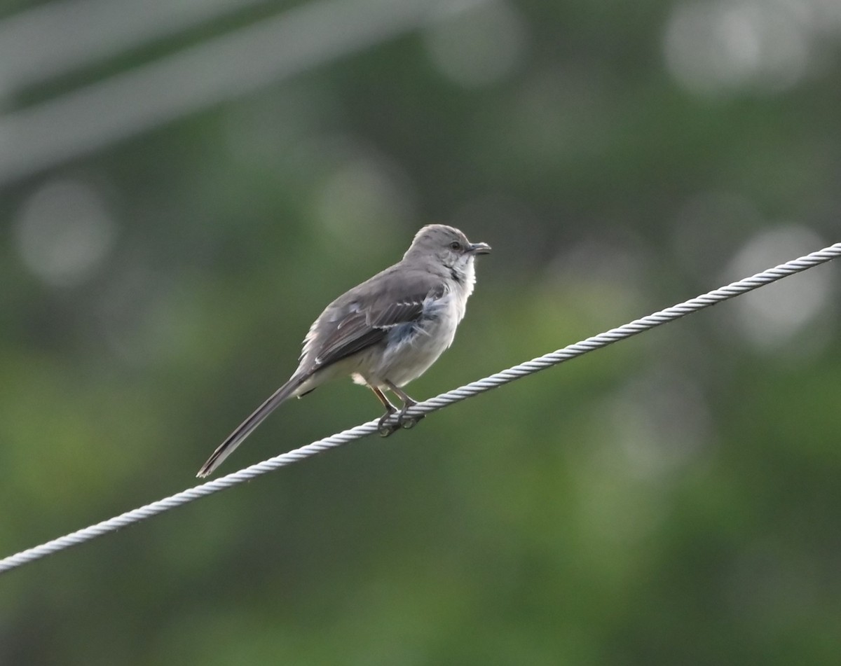 Northern Mockingbird - ML619989543