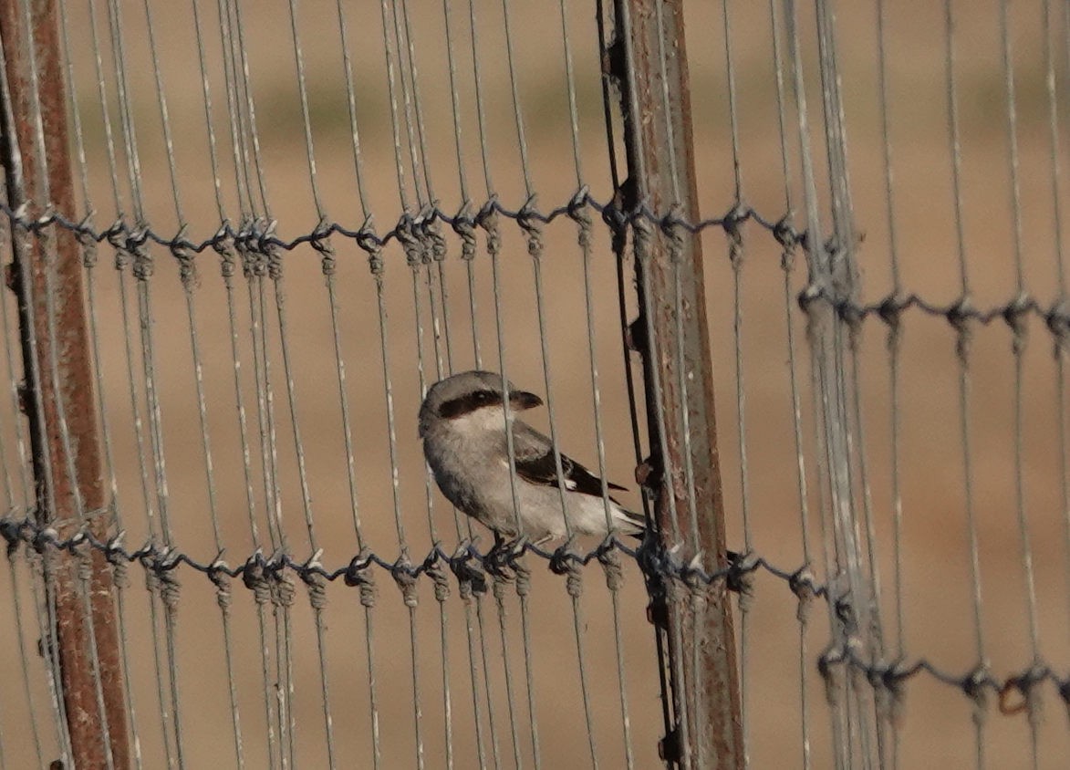 Loggerhead Shrike - ML619989549