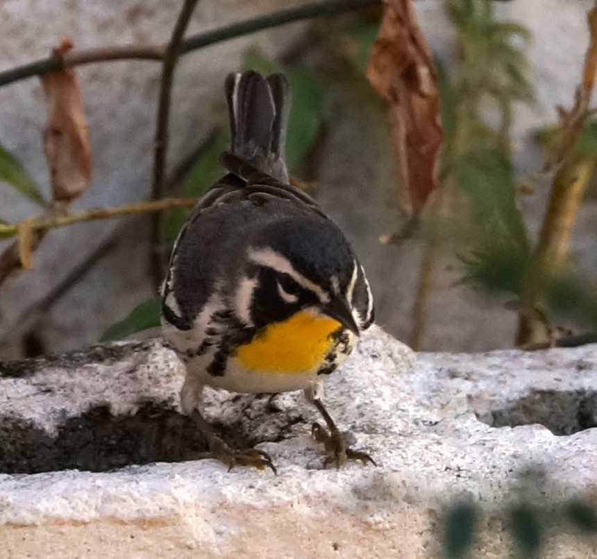 Yellow-throated Warbler (albilora) - ML619989553