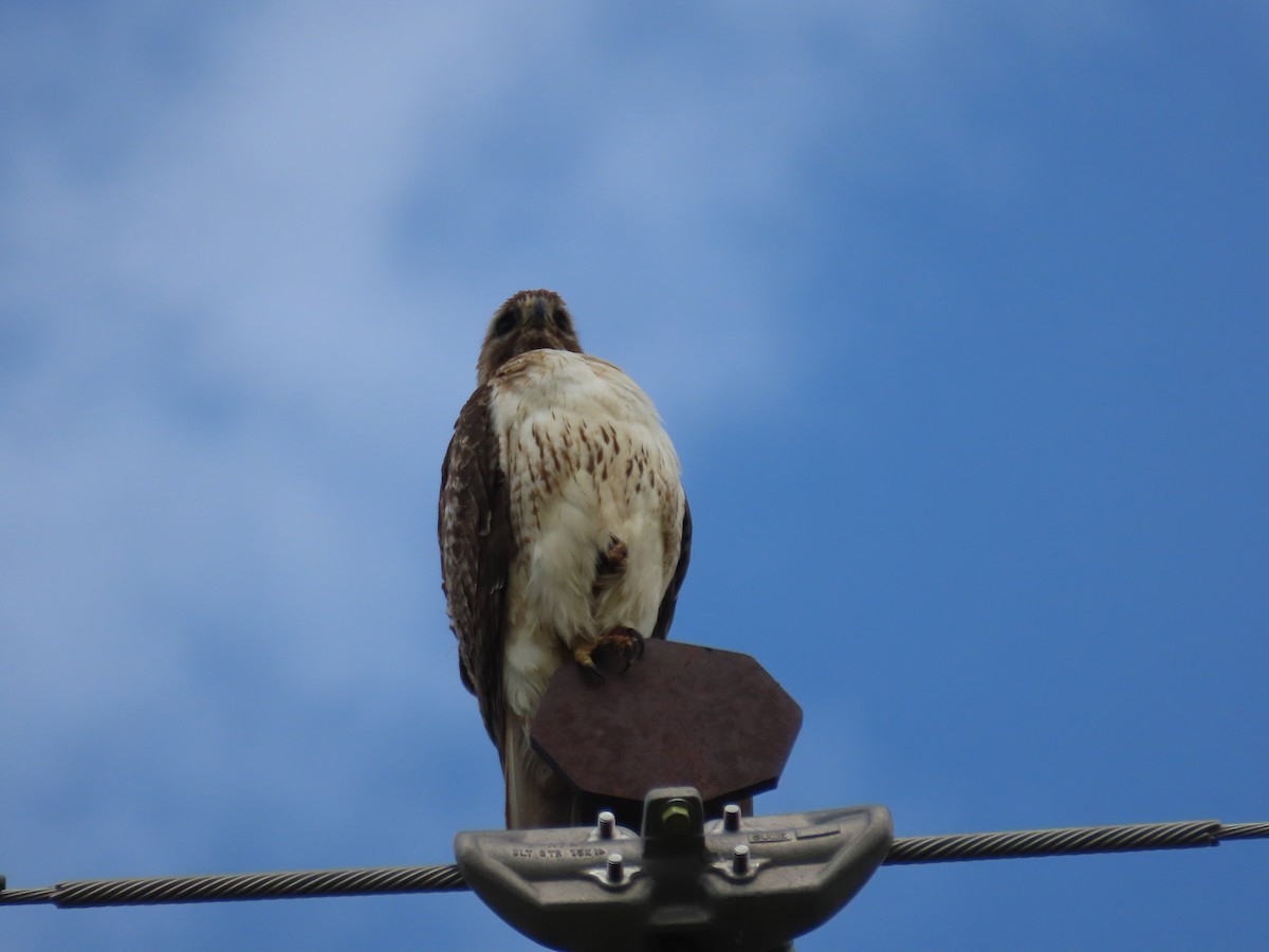 Rotschwanzbussard - ML619989560