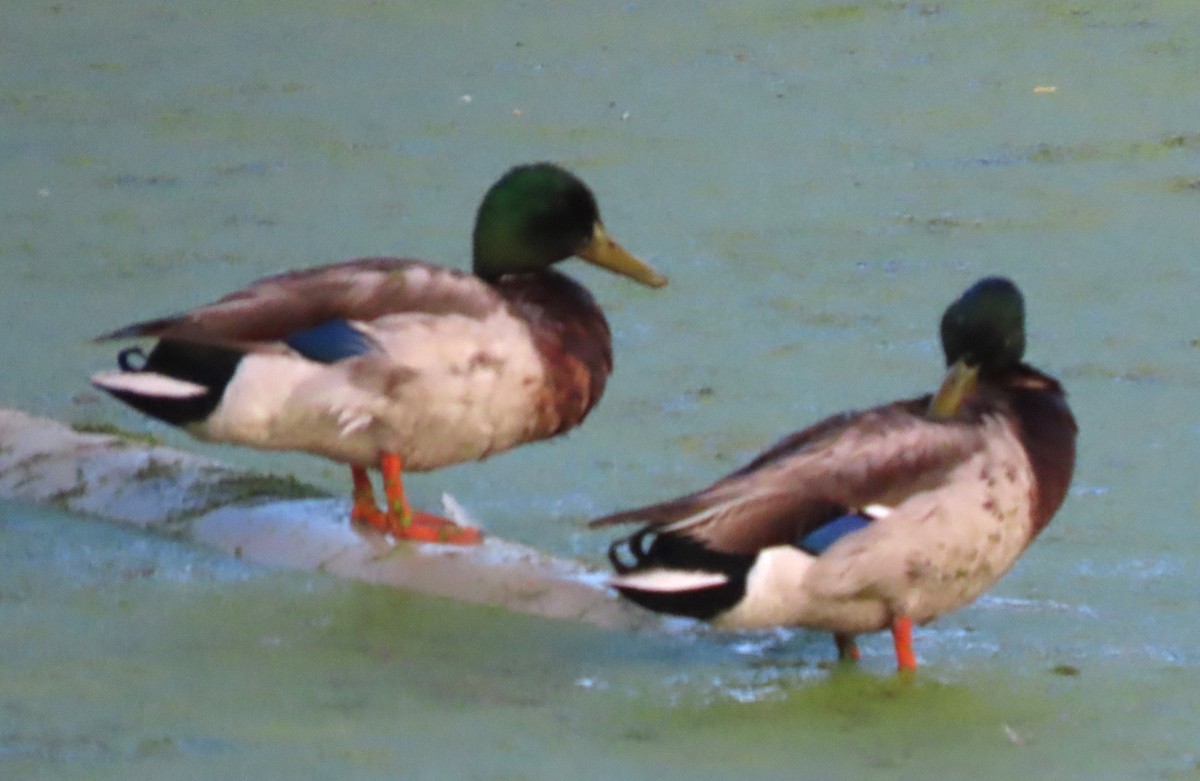 Canard colvert - ML619989563