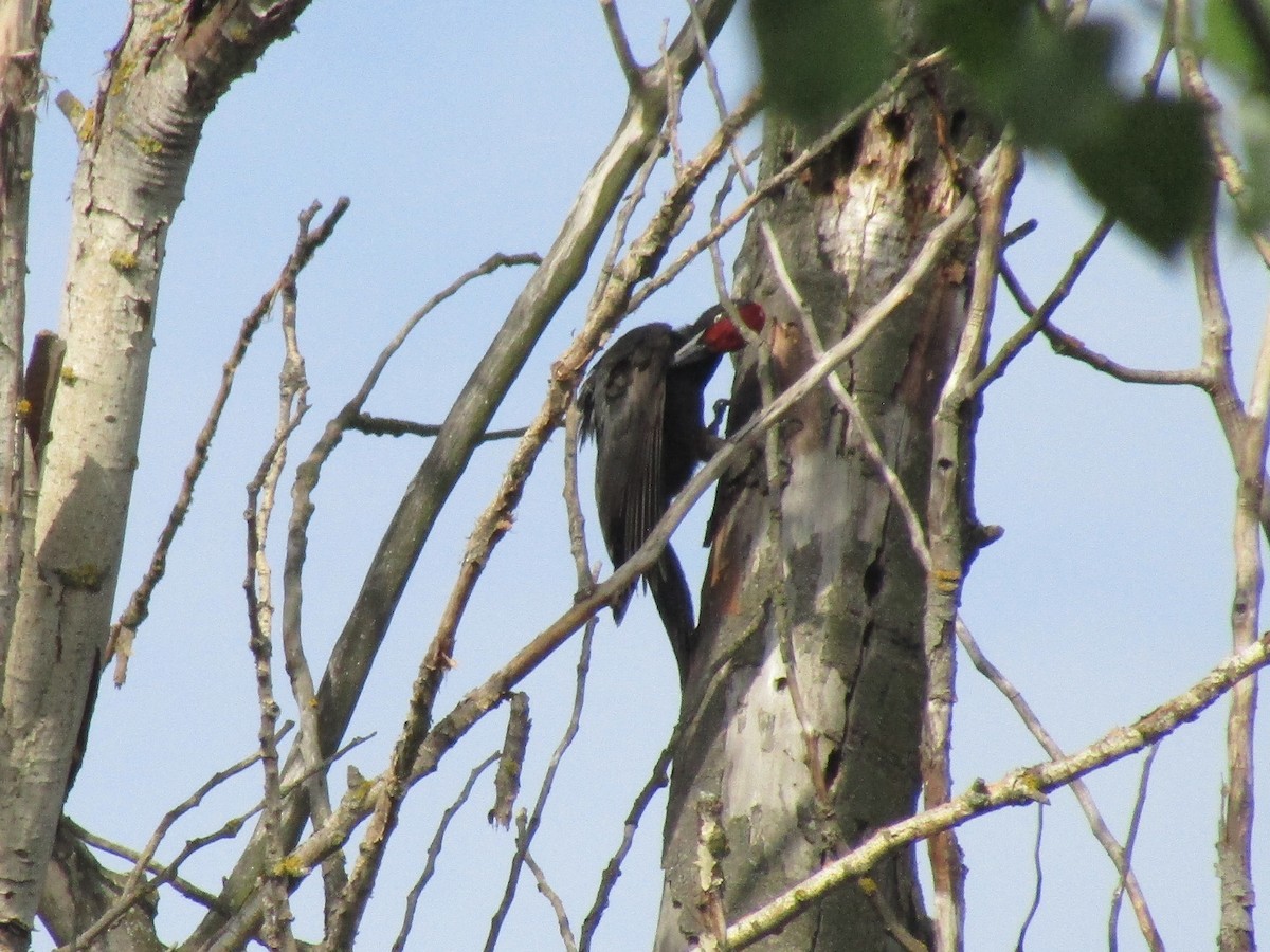 Black Woodpecker - ML619989578