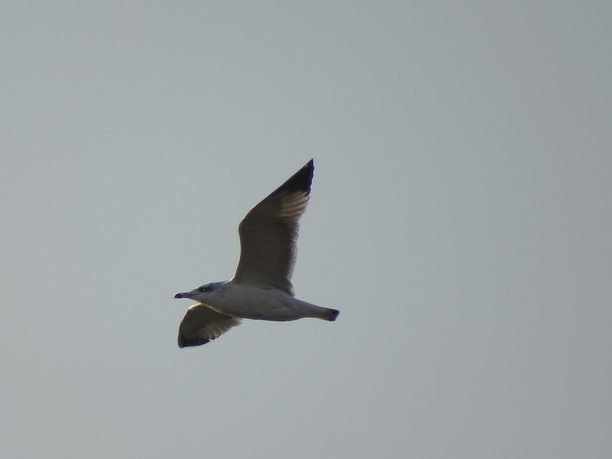 Pallas's Gull - ML619989580