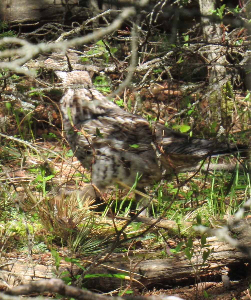 Yakalı Orman Tavuğu - ML619989581