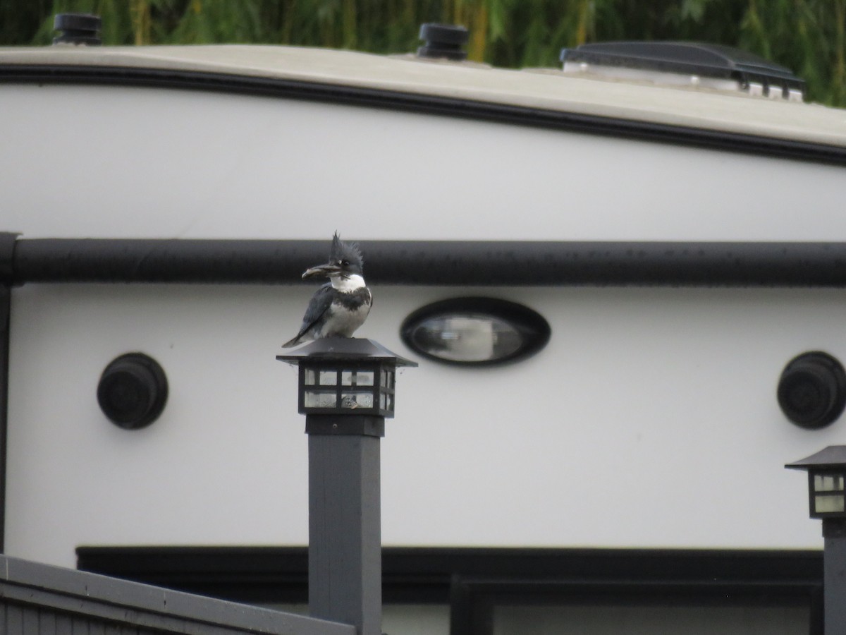 Belted Kingfisher - ML619989585