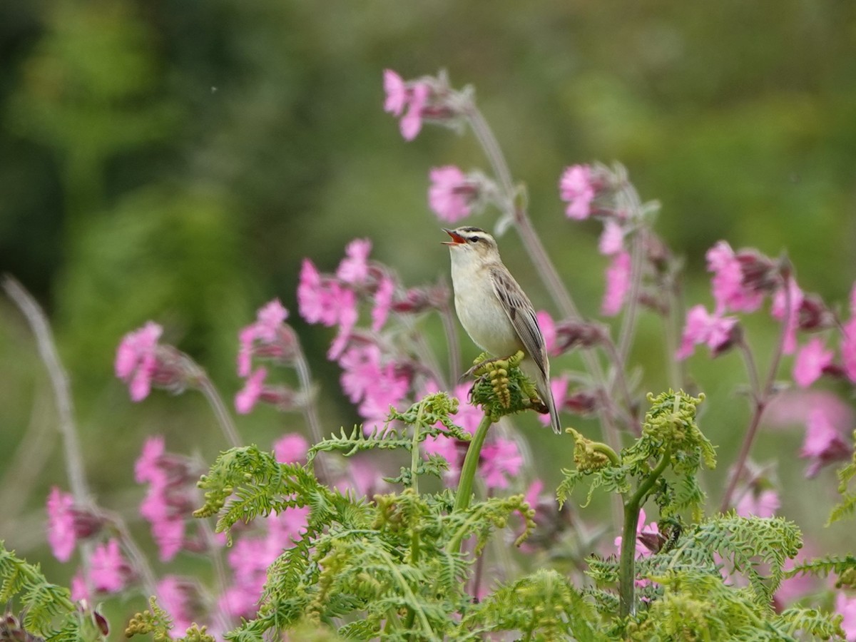 Sedge Warbler - ML619989589