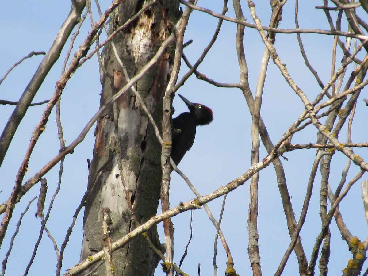 Black Woodpecker - ML619989590