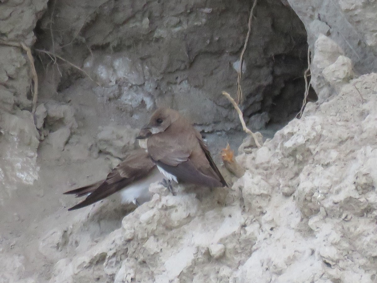 Northern Rough-winged Swallow - ML619989597