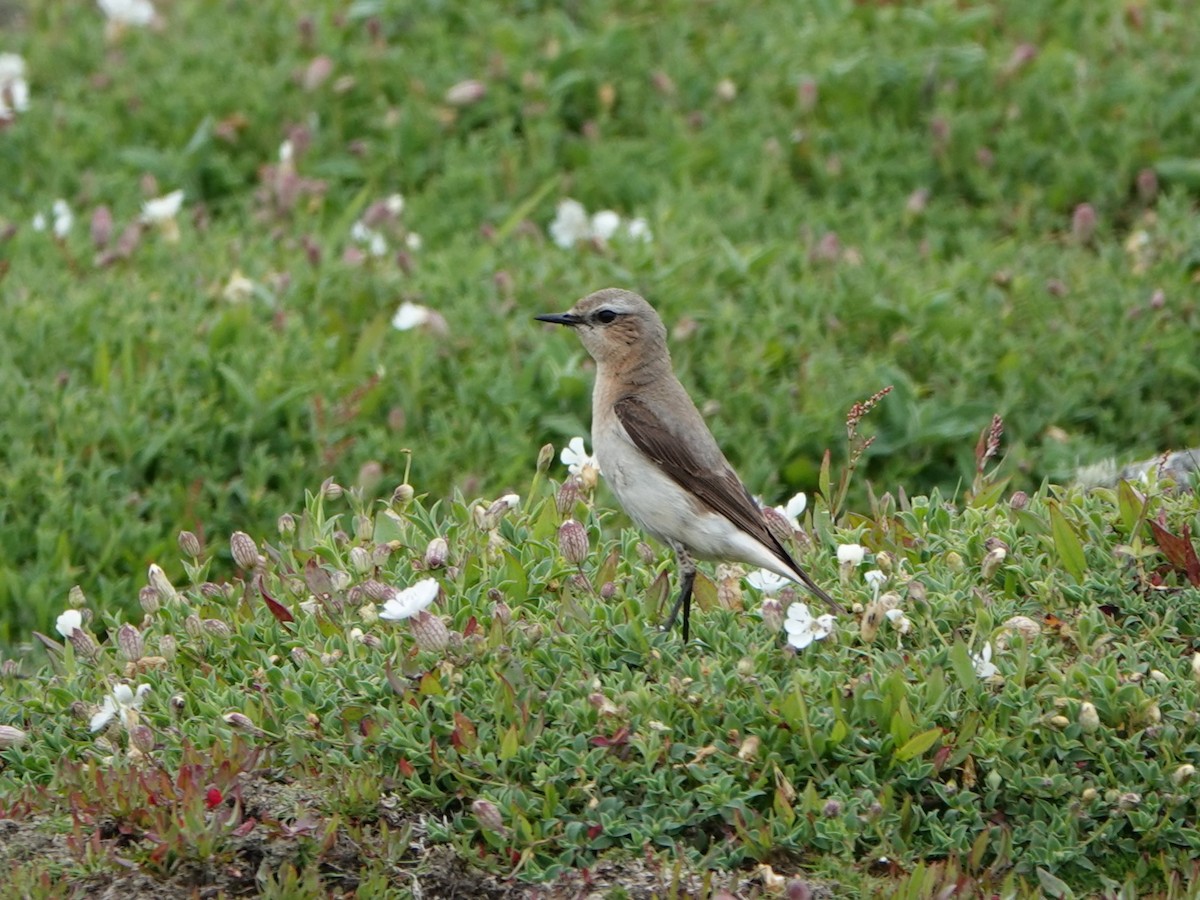 Northern Wheatear - ML619989600