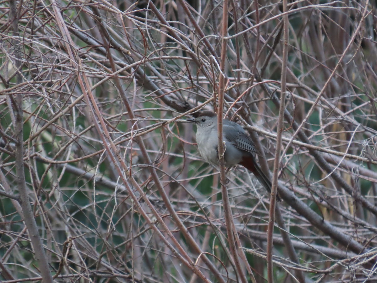 Gray Catbird - ML619989610