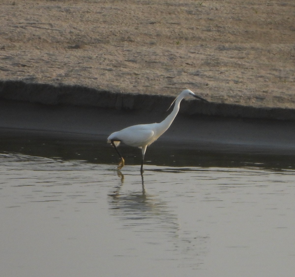 Little Egret - ML619989614