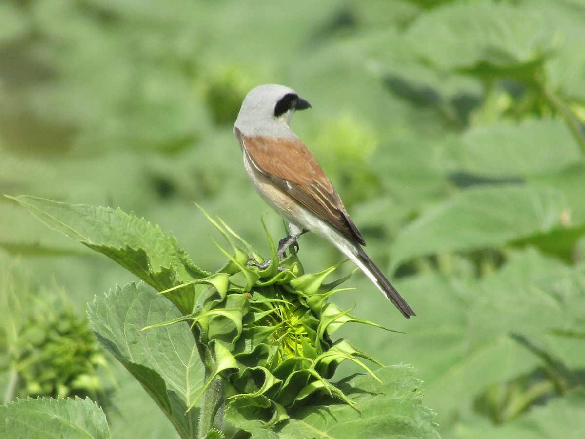 Red-backed Shrike - ML619989615