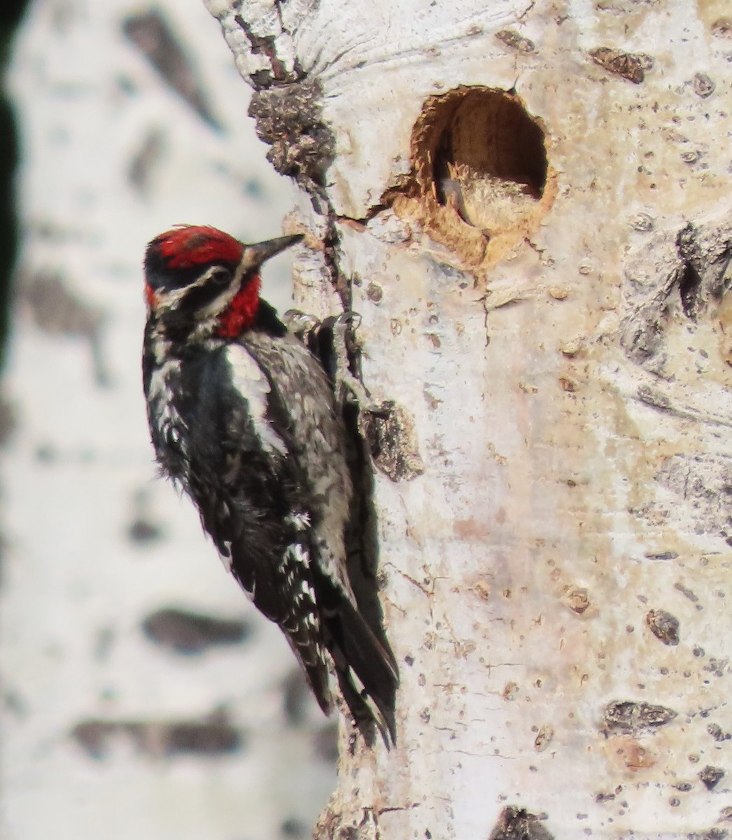 Red-naped Sapsucker - ML619989620