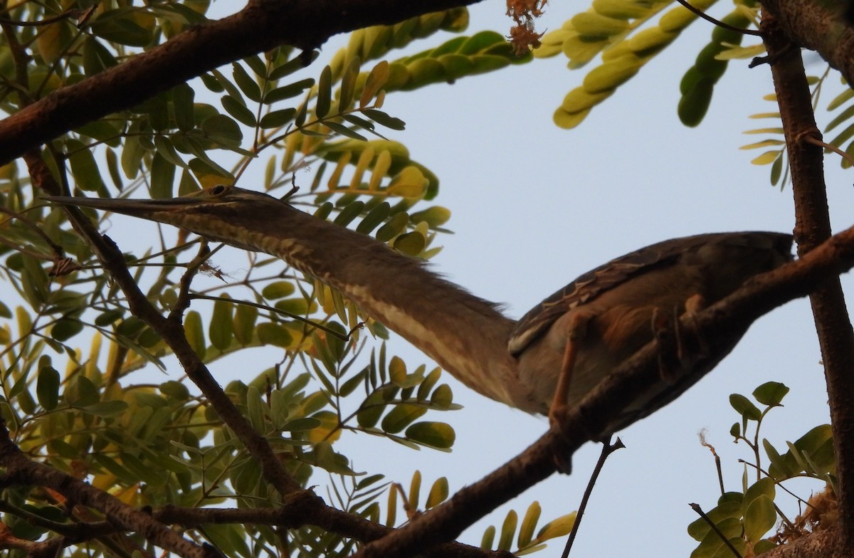 Striated Heron - ML619989624