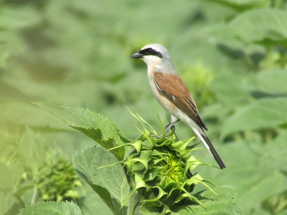 Red-backed Shrike - ML619989628