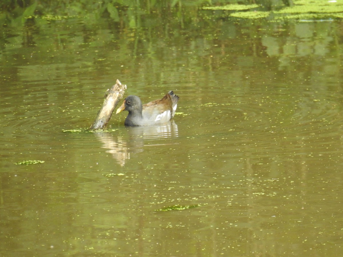 Gallinule d'Amérique - ML619989631