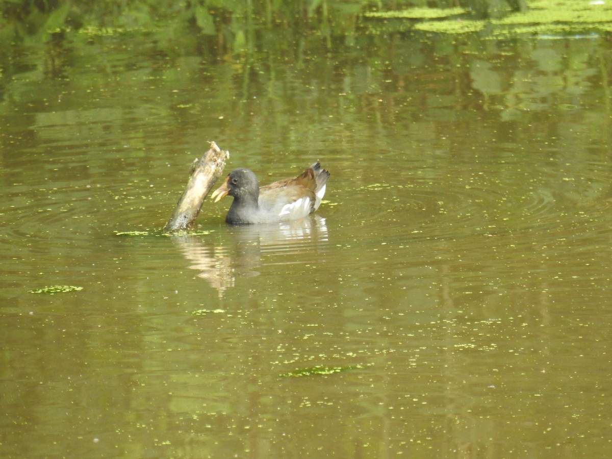 Common Gallinule - ML619989633