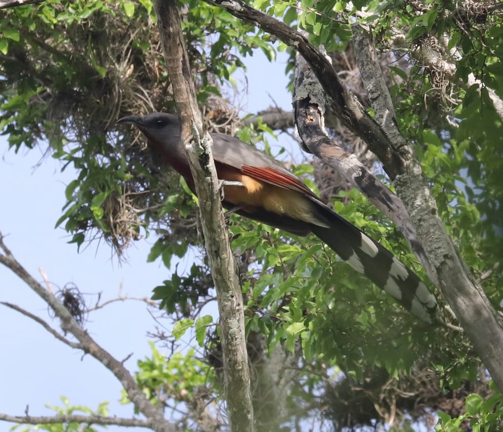 Bay-breasted Cuckoo - ML619989636