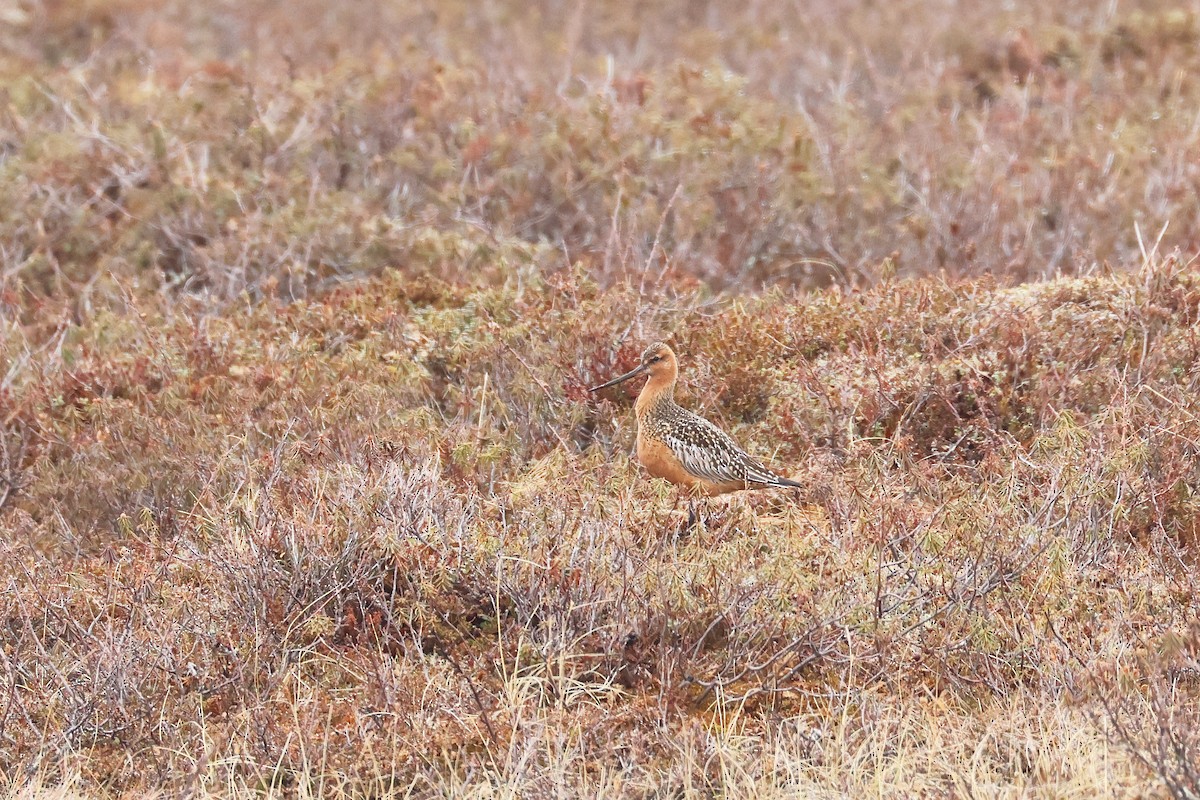 Bar-tailed Godwit - ML619989645