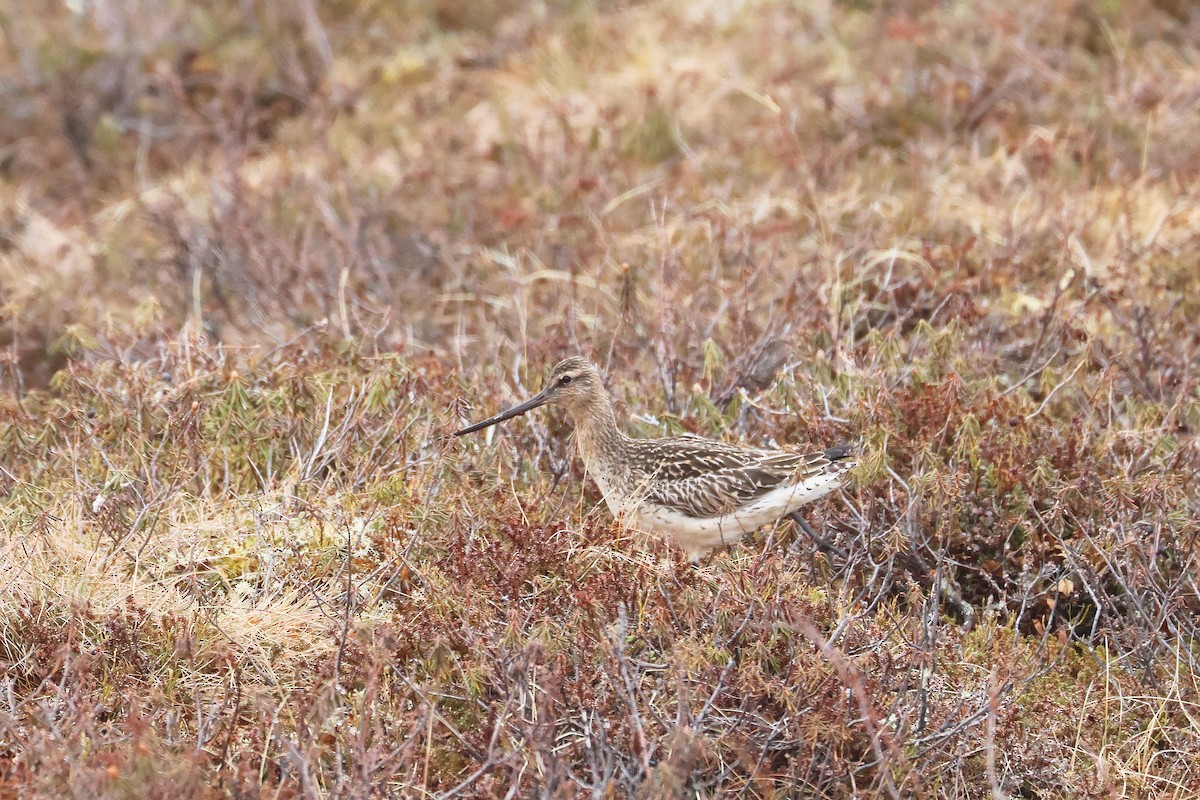 Bar-tailed Godwit - ML619989647