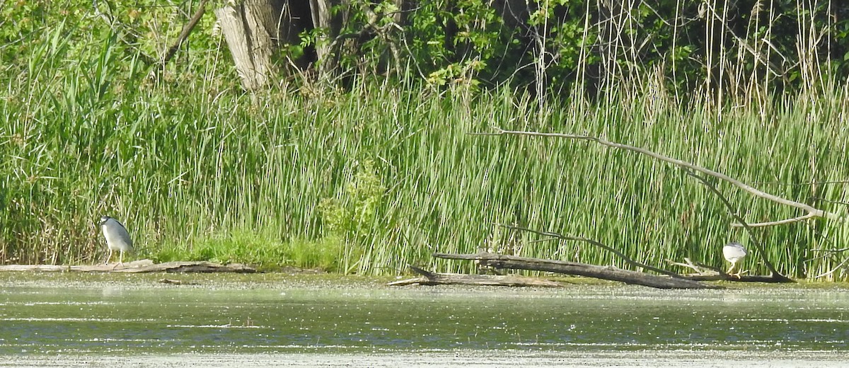 Black-crowned Night Heron - ML619989648