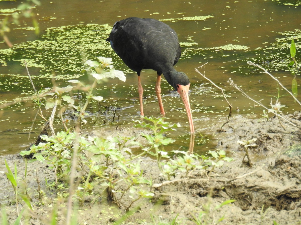 Bare-faced Ibis - ML619989659