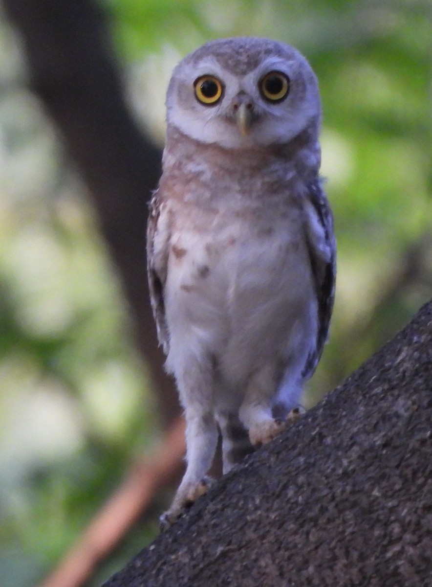 Spotted Owlet - ML619989661