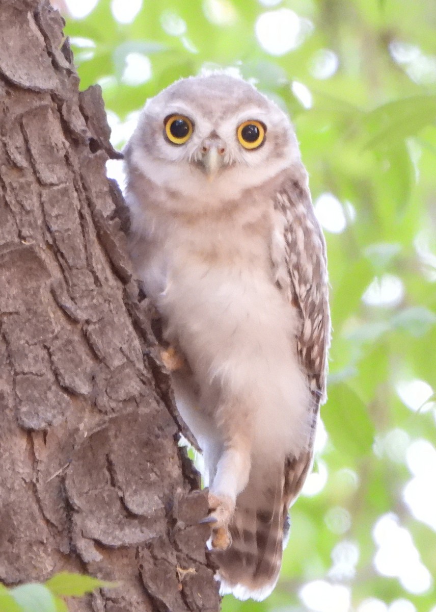 Spotted Owlet - ML619989662