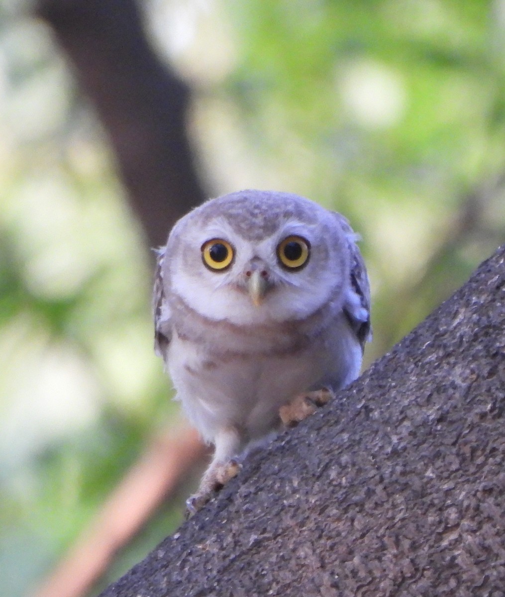 Spotted Owlet - ML619989663