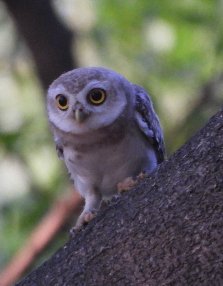 Spotted Owlet - ML619989664