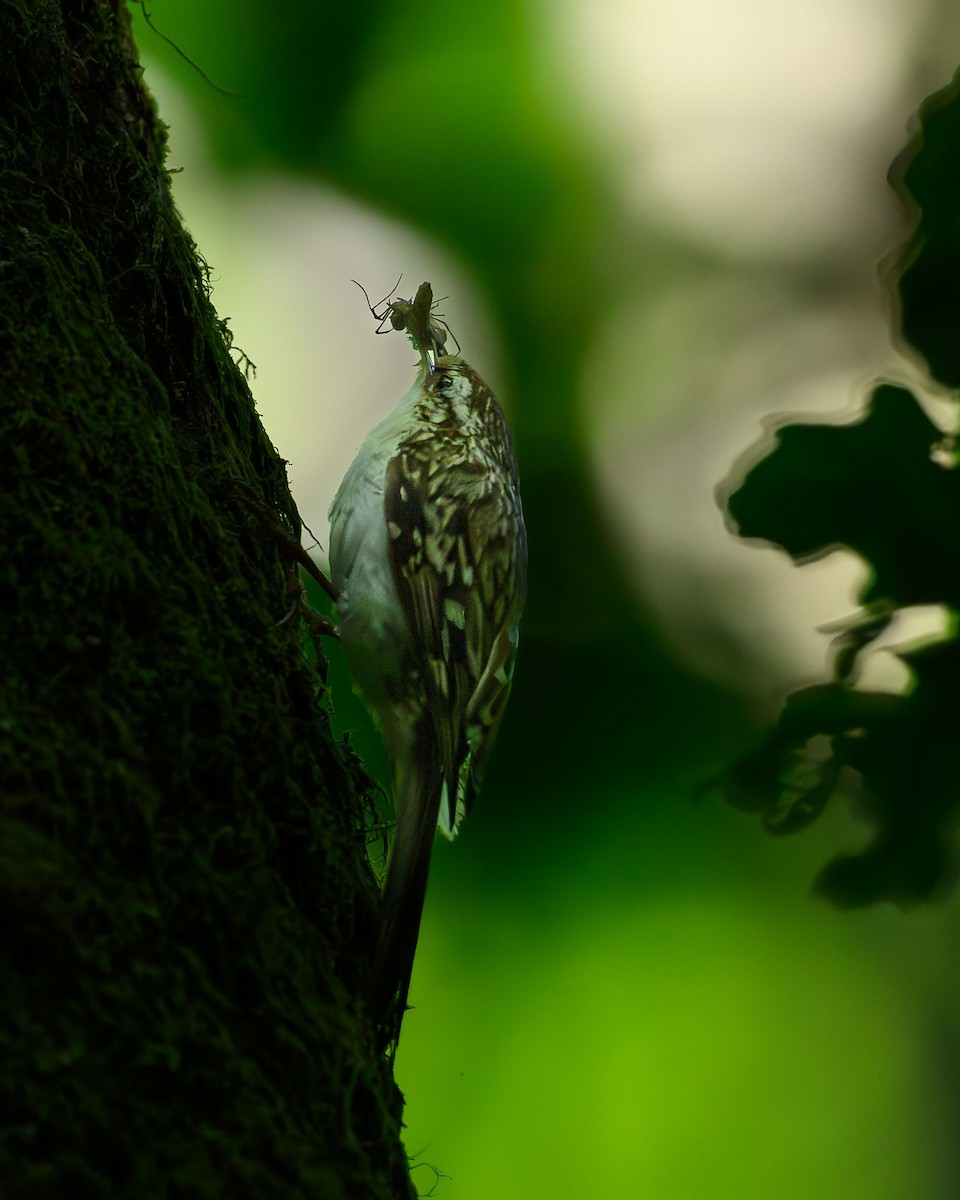 Eurasian Treecreeper - Raphael Kopan