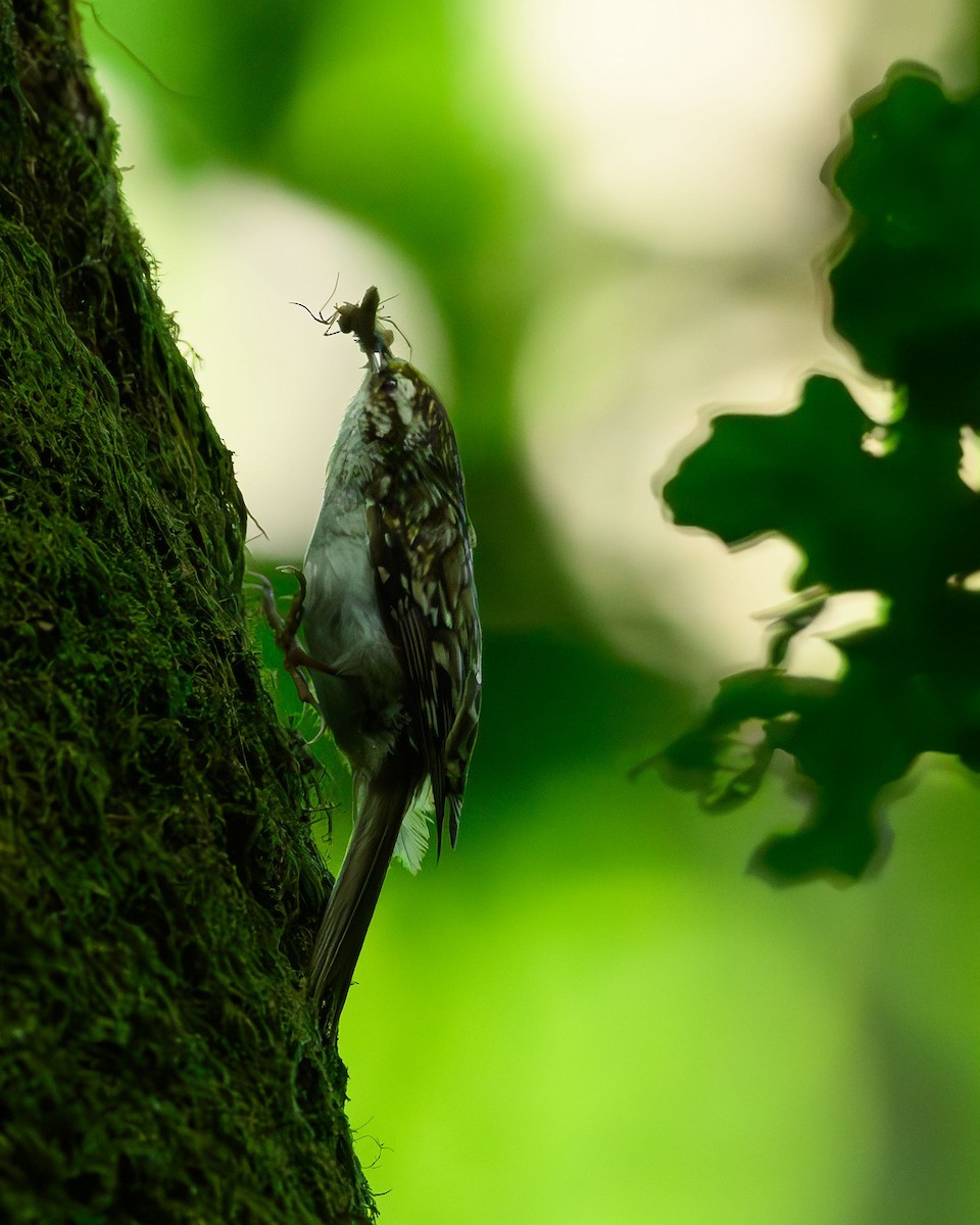 Eurasian Treecreeper - ML619989666