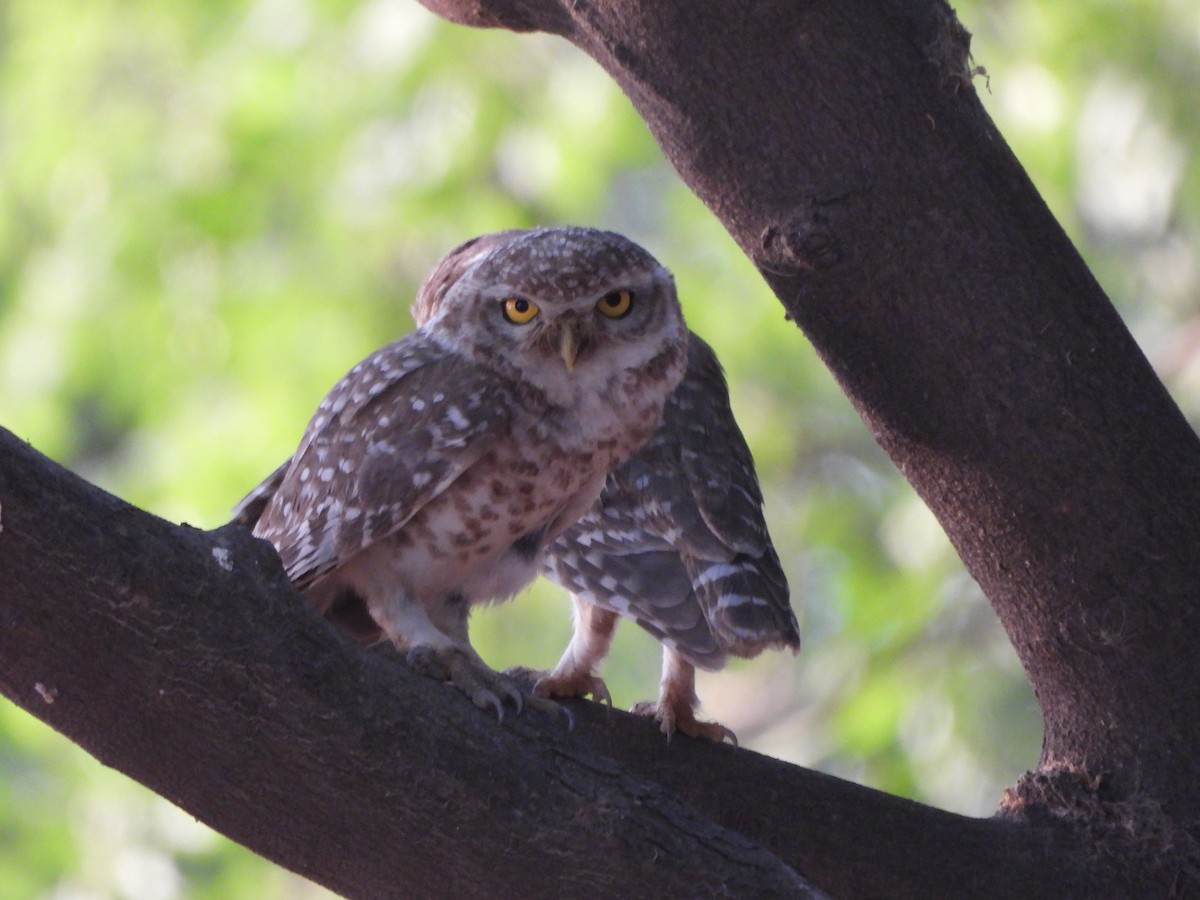 Spotted Owlet - ML619989667