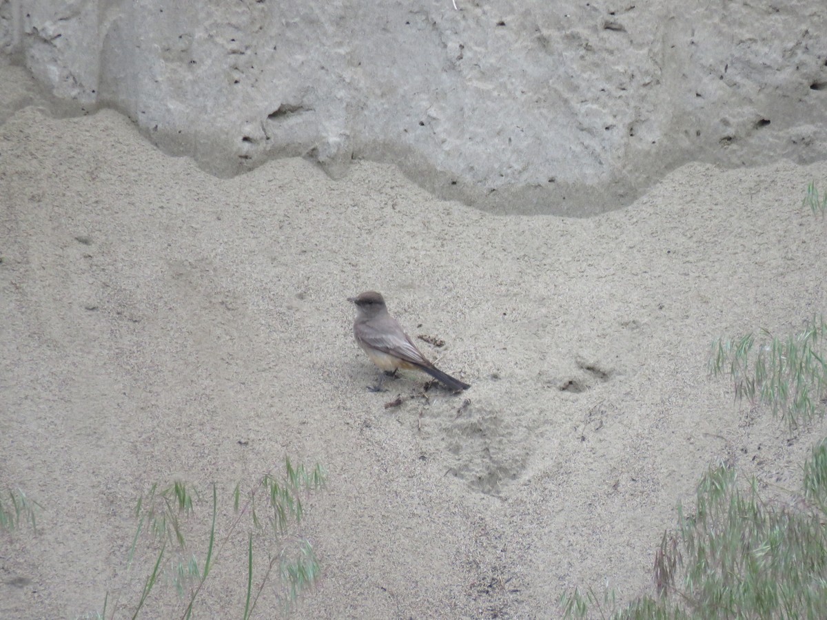 Northern Rough-winged Swallow - ML619989668