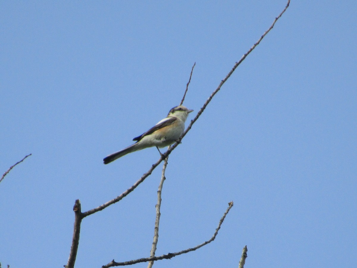 Masked Shrike - ML619989679