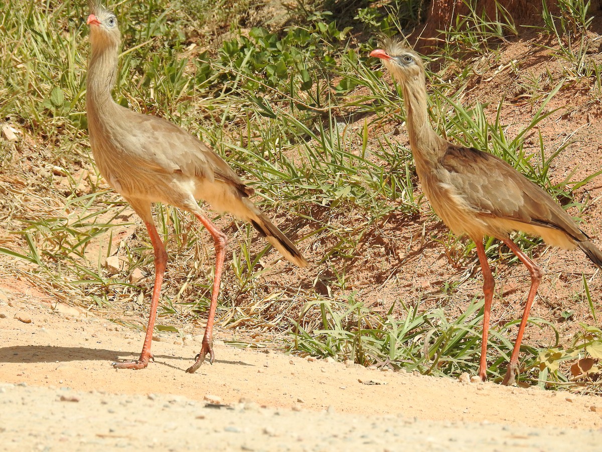 Red-legged Seriema - ML619989689