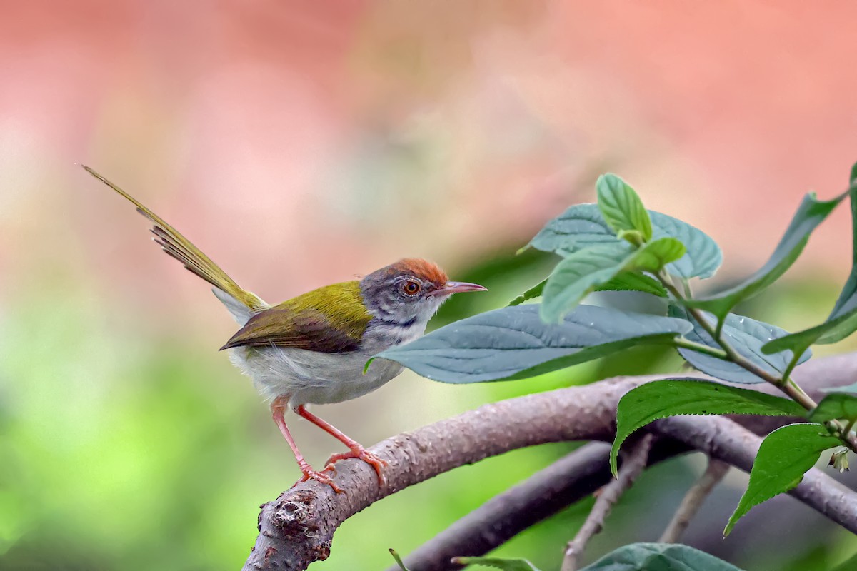 Common Tailorbird - ML619989698