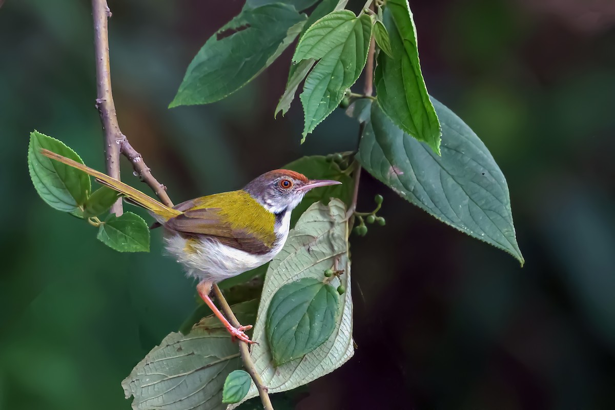 Rotstirn-Schneidervogel - ML619989701