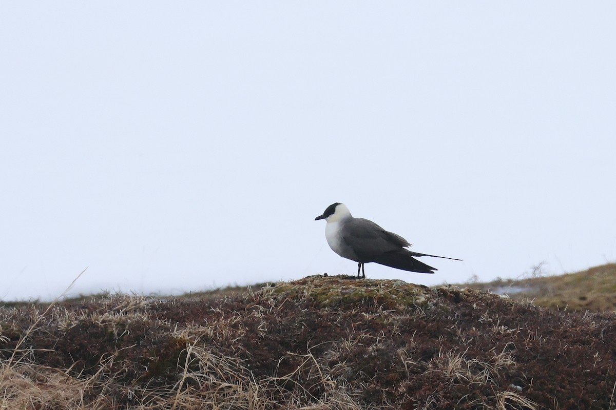 Long-tailed Jaeger - Fabrice Schmitt