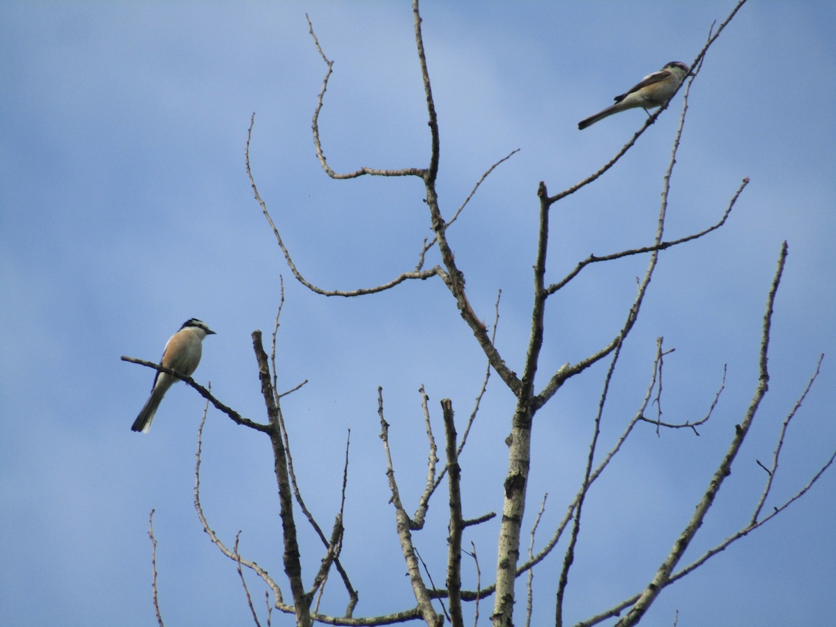 Masked Shrike - ML619989711