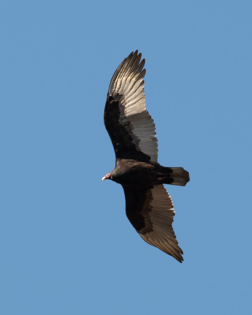 Turkey Vulture - ML619989713